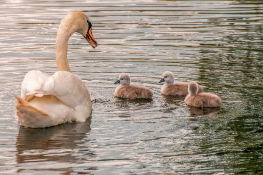 a young family of swans is having fun in a pond and is learning from their parents