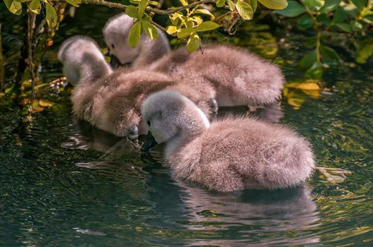 a young family of swans is having fun in a pond and is learning from their parents