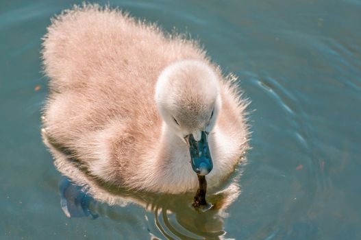 a young family of swans is having fun in a pond and is learning from their parents