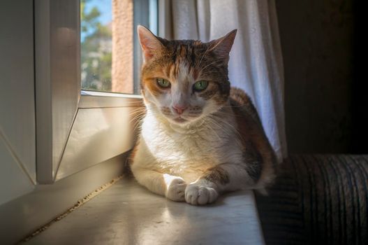 a cat enjoys the sunlight and relaxes