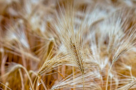 golden ears of barley are lit by the sun in a field