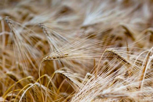 golden ears of barley are lit by the sun in a field