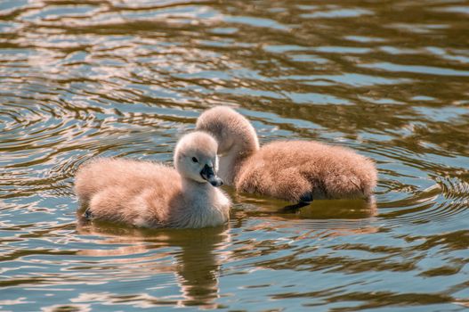 a young family of swans is having fun in a pond and is learning from their parents