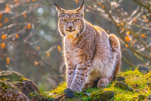 cute young lynx in the colorful wilderness forest