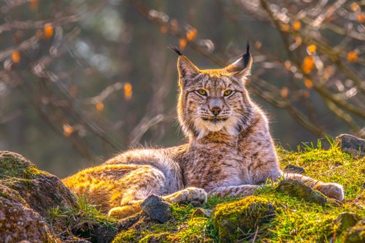 cute young lynx in the colorful wilderness forest