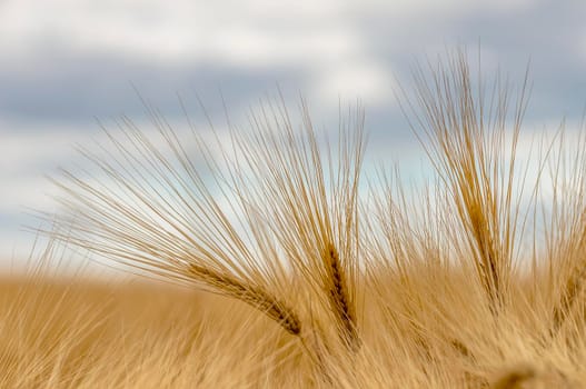 golden ears of barley are lit by the sun in a field