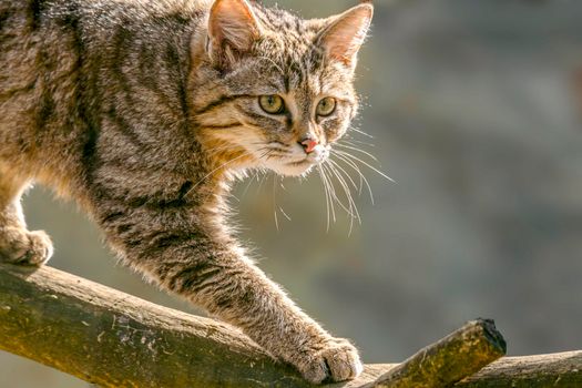 a cat enjoys the sunlight and relaxes
