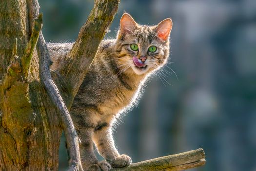 a cat enjoys the sunlight and relaxes