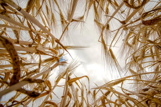golden ears of barley are lit by the sun in a field