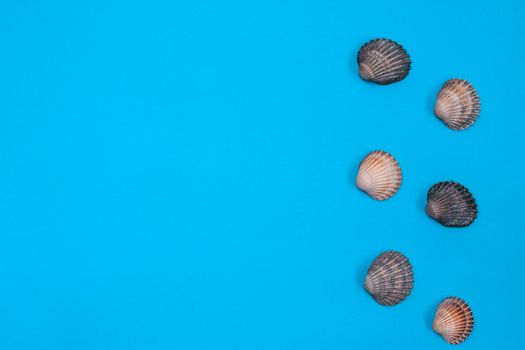 seashells on a light blue textured paper background. inscription. layout