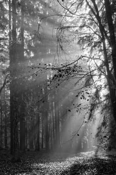 God beams - sun rays n the early morning forest in black and white
