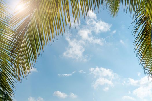 Tropical palm coconut trees on sunset sky flare and bokeh nature blue sky background.