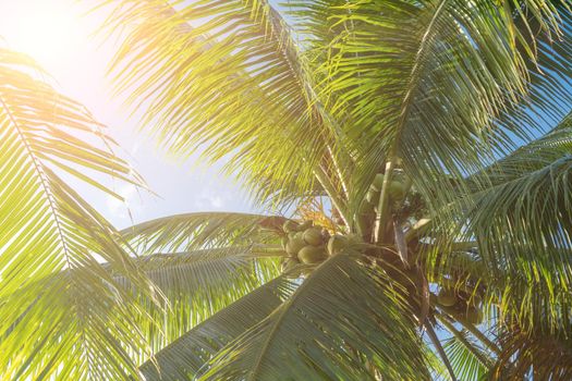 Tropical palm coconut trees on sunset sky flare and bokeh nature blue sky background.