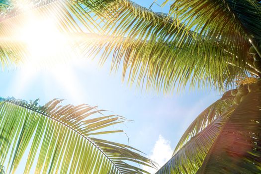 Tropical palm coconut trees on sunset sky flare and bokeh nature blue sky background.