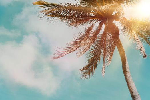 Tropical palm coconut trees on sunset sky flare and bokeh nature blue sky background.