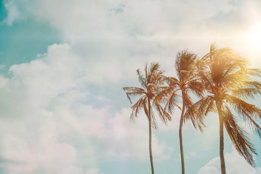 Tropical palm coconut trees on sunset sky flare and bokeh nature blue sky background.