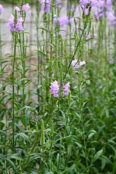 Obedient plant Vivid - Latin name - Physostegia virginiana Vivid