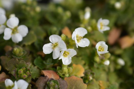 Mountain rock cress Schneehaube - Latin name - Arabis alpina subsp. caucasica Schneehaube (Arabis alpina Snowcap)