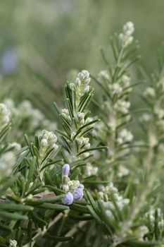 Rosemary flower buds - Latin name - Rosmarinus officinalis