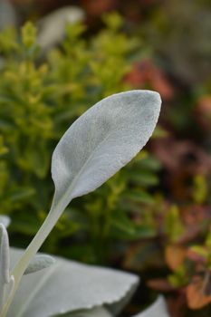 Shining-white ragwort Angel Wings leaves - Latin name - Senecio candidans Angel Wings