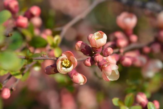Japanese Flowering Quince - Latin name - Chaenomeles japonica