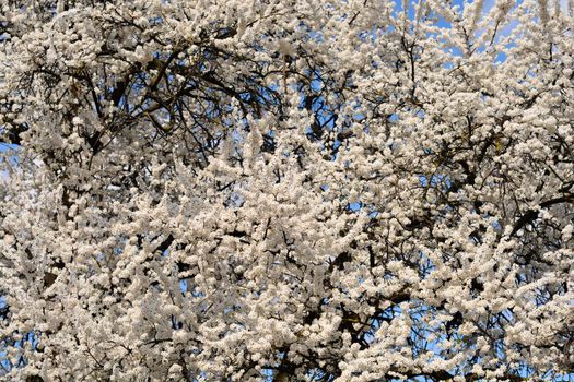 Cherry Plum tree - Latin name - Prunus cerasifera