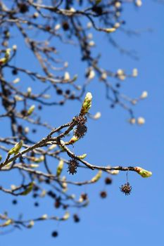 American sweetgum - Latin name - Liquidambar styraciflua