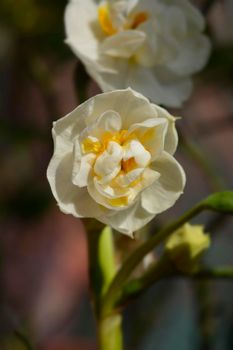 Double Daffodil Cheerfulness flowers - Latin name - Narcissus Cheerfulness