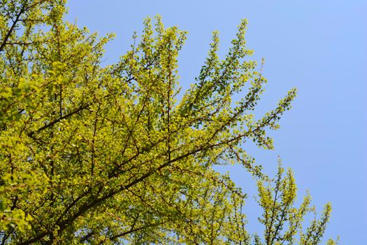 Ginkgo tree - Latin name - Ginkgo biloba