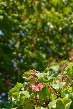 Red horse chestnut - Latin name - Aesculus x carnea