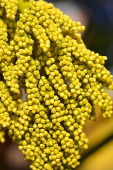 Chinese windmill palm flower detail - Latin name - Trachycarpus fortunei