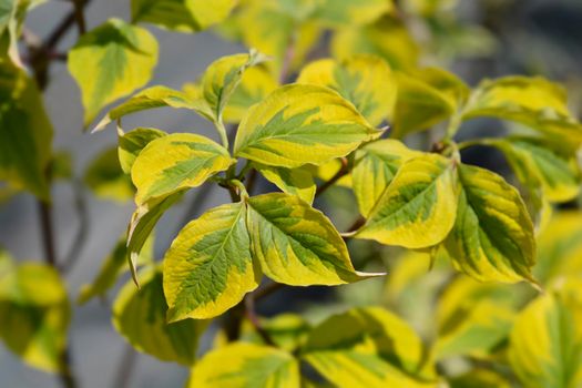 Flowering Dogwood Rainbow leaves - Latin name - Cornus florida Rainbow