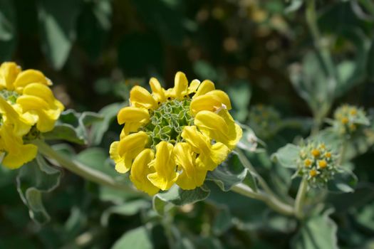 Jerusalem sage yellow flowers - Latin name - Phlomis fruticosa