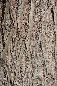 Golden Weeping Willow bark detail - Latin name - Salix alba subsp. vitellina Pendula