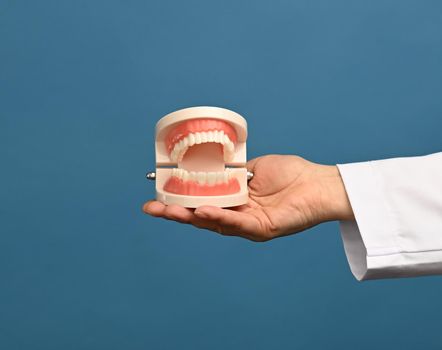 female medic in a white coat holds a plastic model of a human jaw on a blue background