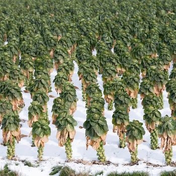 large amount of brussels sprouts in winter field with snow