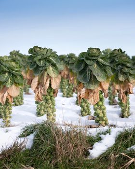 brussels sprouts in winter field with snow under blue sky
