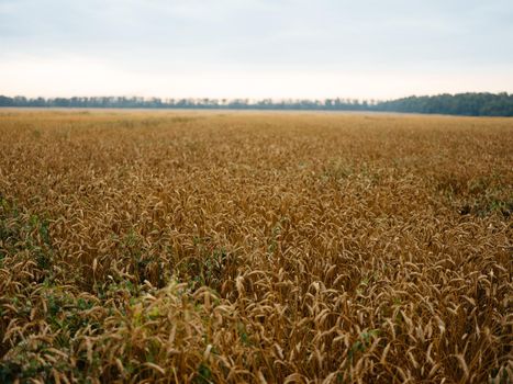 Nature fresh air on dry fields grass trees. High quality photo