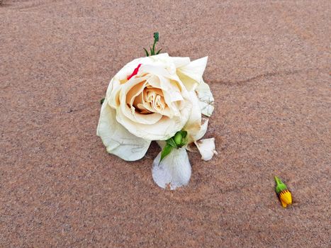 White rose at the beach near the ocean