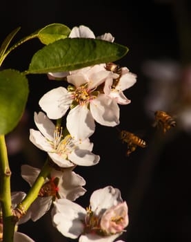 Almond blossom being pollinated by a honeybee.