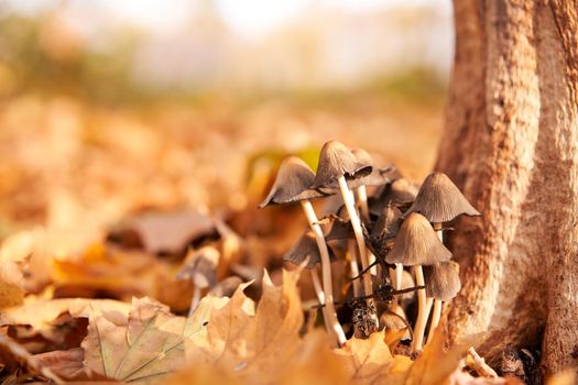 Poisonous mushrooms group grow in autumn leaves near the tree. toadstool grebe fungus fairy-mushroom background.