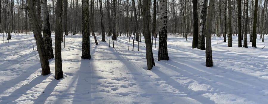 Panoramic image of winter park, shadow of black trunks of trees. High quality photo