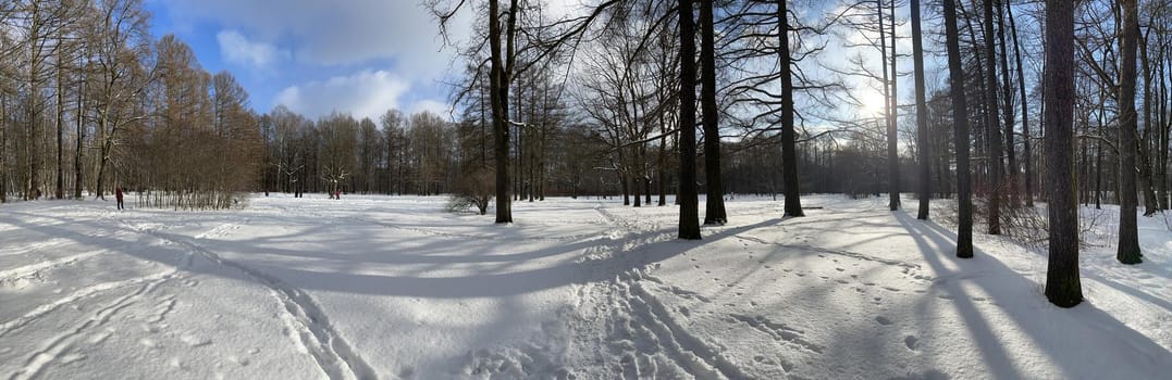 Panoramic image of winter park, shadow of black trunks of trees. High quality photo