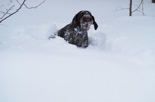 Hunting dog in the field in winter. German wire hair on a winter hunt. . High quality photo