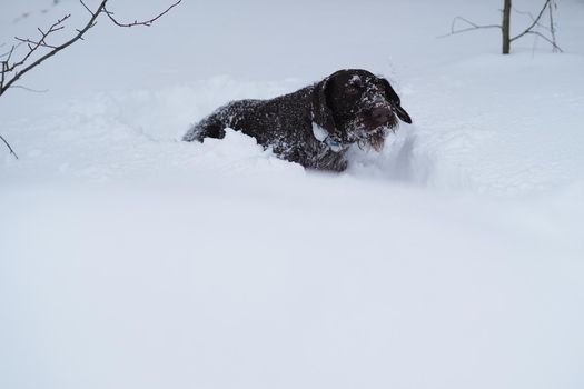 Hunting dog in the field in winter. German wire hair on a winter hunt. . High quality photo