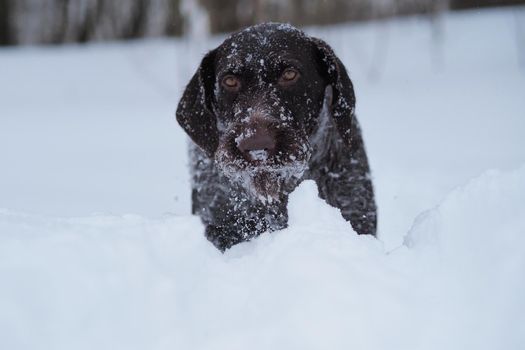 Hunting dog in the field in winter. German wire hair on a winter hunt. . High quality photo