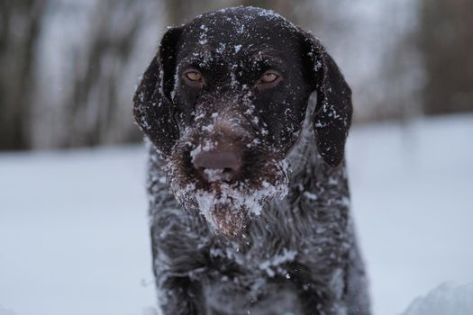 Hunting dog in the field in winter. German wire hair on a winter hunt. . High quality photo