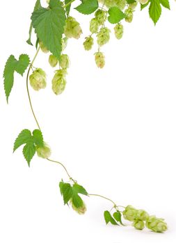 Fresh green hop branch, isolated on a white background. Hop cones for making beer and bread. Close up