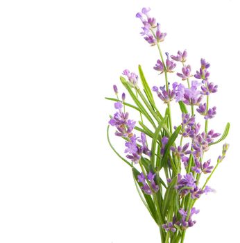 Lavender flowers bundle on a white background.