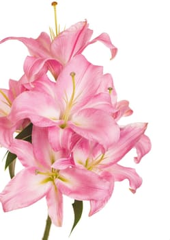 beautiful pink lily, isolated on white